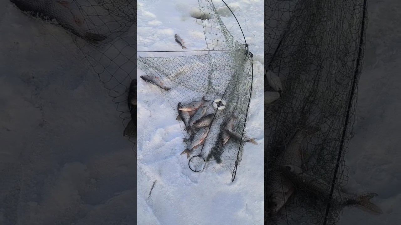 Зимняя рыбалка на хапуги! #рыбалка #охота #сети #зимняяловлярыбы #природа #хапуга смотреть онлайн