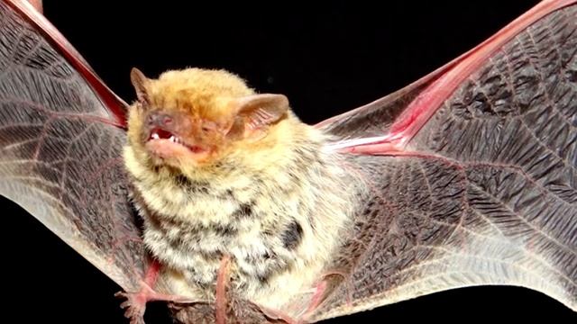Нетопырь - интересные факты смотреть онлайн