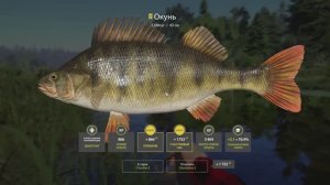 Русская рыбалка 4 Окунь Старый Острог