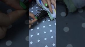 Как правильно почистить рака