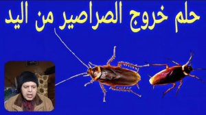 تأول رؤية الصراصير السوداء في الأحلام | ماذا يعني وجودي الصراصير في المنام |ماهوا تفسير حلم الصراصي