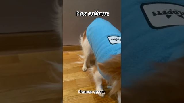 Кто на самом деле моднее? 🐶
