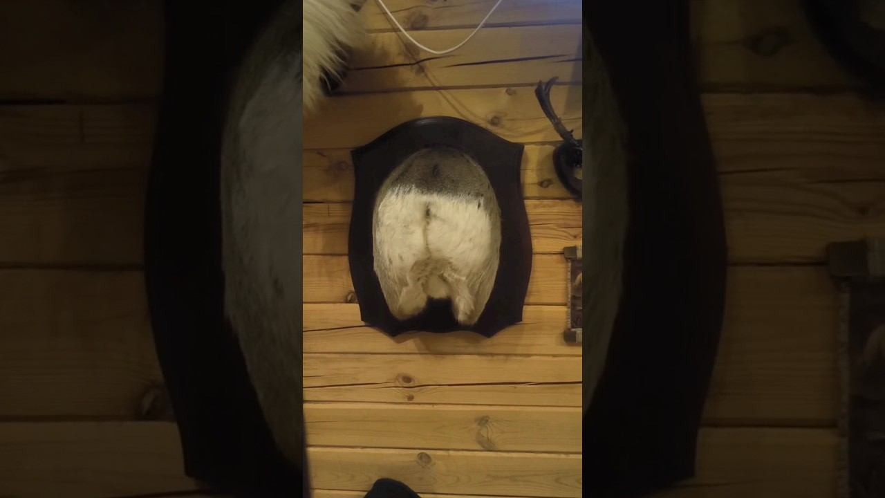 Жопка с сюрпризом! #чугунаевское #рыбалка #природа #сюрприз смотреть онлайн