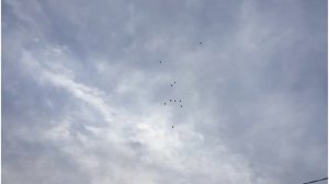 Серпастые голуби / Полёты / Подъём