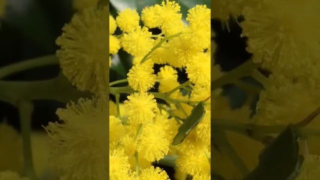 Mimosa janvier 4k