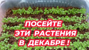 ЧТО ПОСЕЯТЬ В ДЕКАБРЕ 2024 года? 7 растений, которые стоит посадить на рассаду в декабре