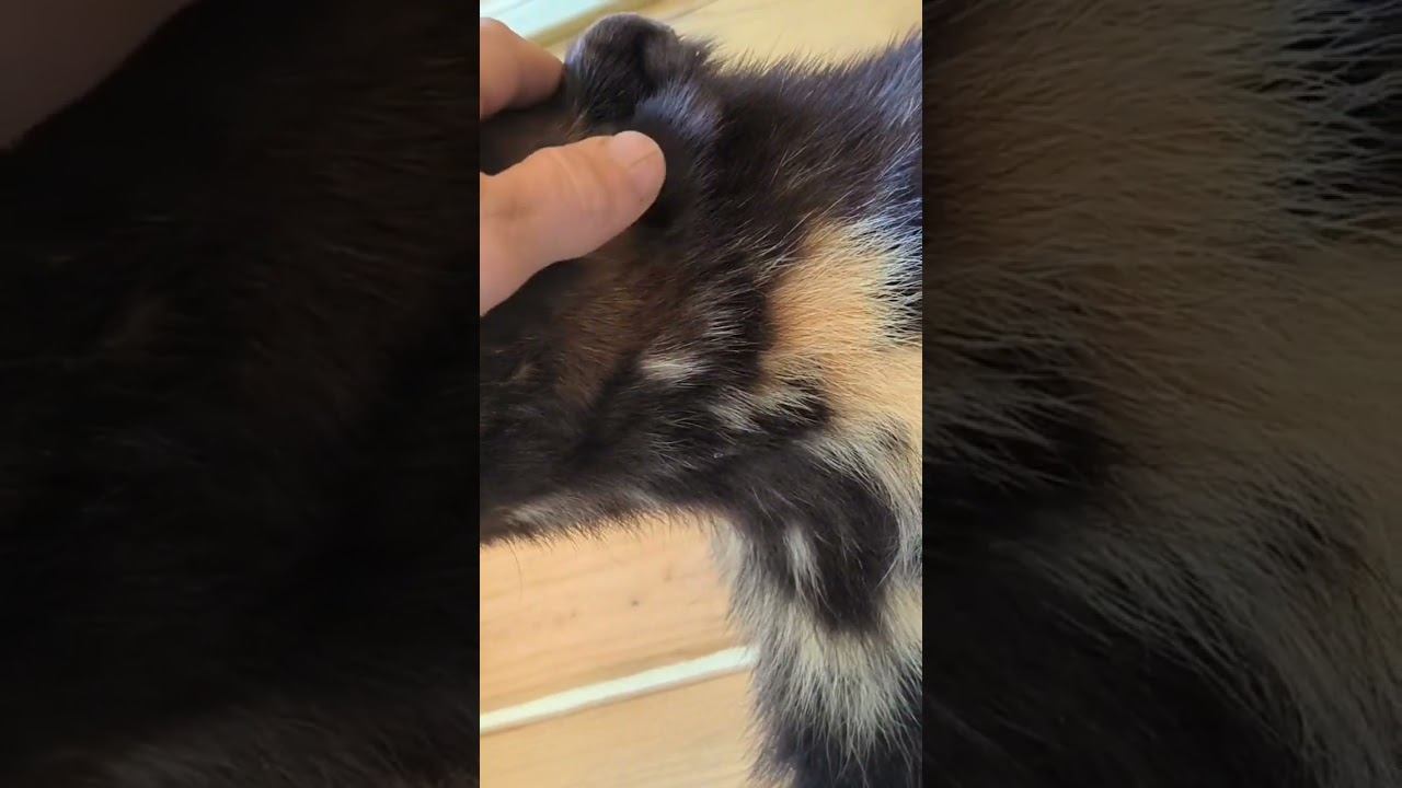 #рыбалка #зимняяловлярыбы #охота смотреть онлайн