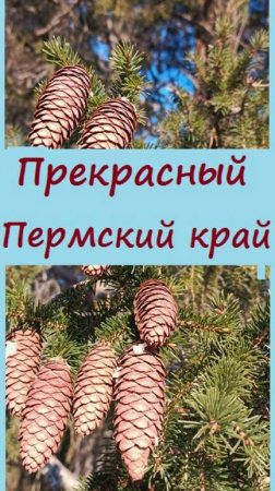 Лес на УРАЛЕ ПЕРЕД НОВЫМ ГОДОМ - так выглядит прекрасный Пермский край