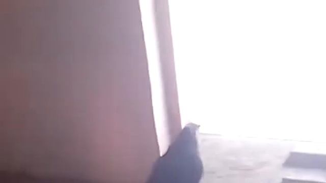 моя голубятня смотреть онлайн