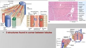 Annotated Digestive Physiology Lecture 5