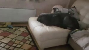 Мастино неаполитано. Мастиф реальная охрана дома