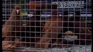 Бойные голуби России.mp4