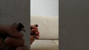 Приручение щегла
