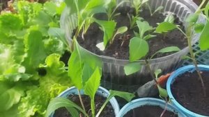 Выращивание рассады однолетних георгин в разных условиях.