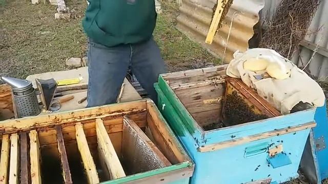 Пересадка пчел в другой улей . Первый опыт. смотреть онлайн