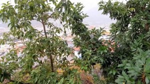 Villa Sonata Apart Hotel 3* (Алания, Турция) 11.12.2020г.