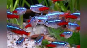 Neon Tetra care.. Sinhala ( Sri Ceylon Aqua )