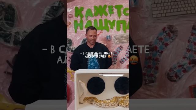 Алексей Столяров в новом Кажется, нащупал 🐍 #кликклак #кажетсянащупал #столяров