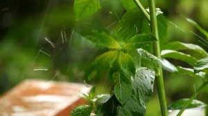 Дождливое настроение. Дождливый RELAX