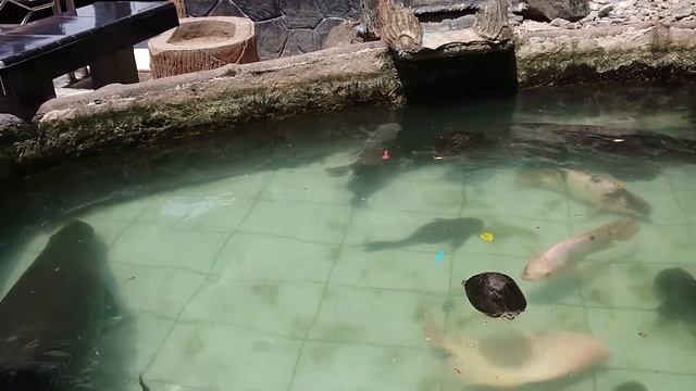 Arapaima Gigas In My Fish Pond