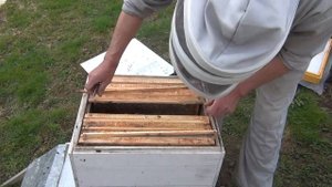 вывод маток (ограничиваю матку в яицекладке )