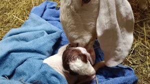 ну вот и третья окотилась...окот у Гулаби)