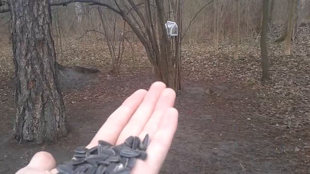 Синицы