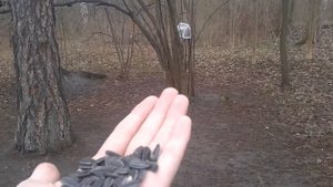 Синицы