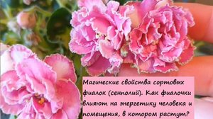 Магические свойства сортовых фиалок (сенполий). Как фиалочки влияют на энергетику?!