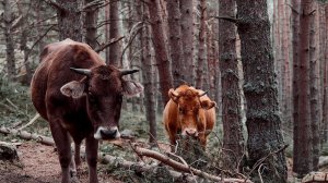 Поездка на Эльбрус | Трекинг тур.