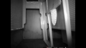 рой пчел, заходит в ловушку для пчел