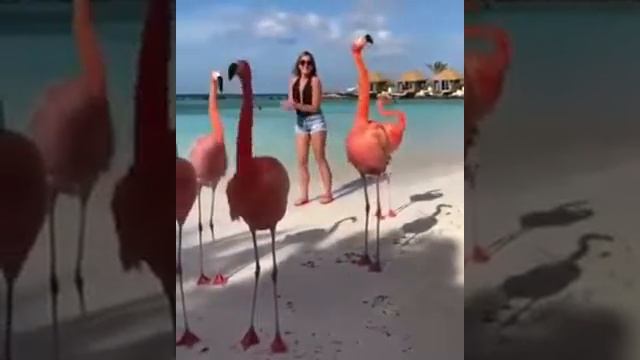 Розовый фламинго, дитя заката!))