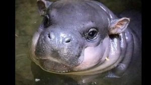 Бегемотики.