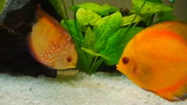 KISS KISS DISCUS