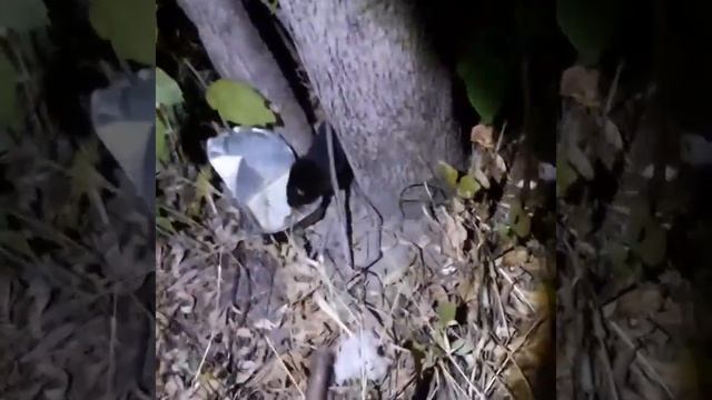 Голодный детёныш ласки.На берегу реки дон, х.кранодонский волгоградская обл.