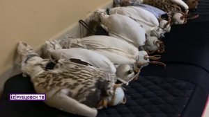 Соколиная охота