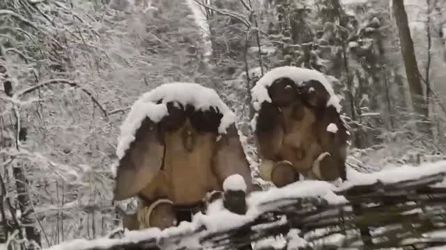 Прогулка Зимой -  лучшие моменты  Снег Декабрь - Московская облать