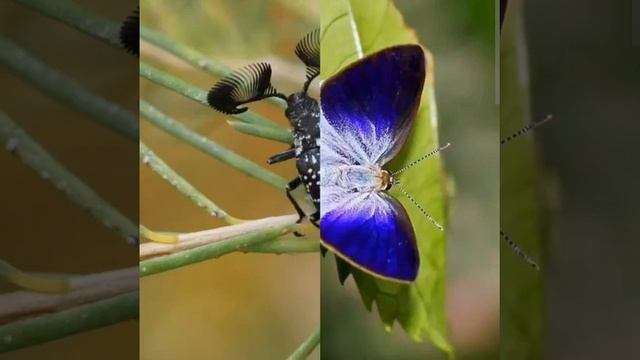 10 самых красивых насекомых.