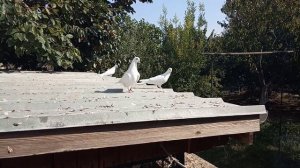 Бойные голуби, Грузия, Тбилиси 21.10.19, Roller pigeons, Georgia, Tbilisi