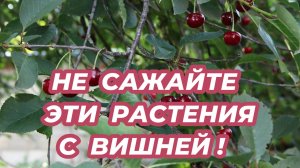 Что не стоит сажать рядом с вишней, чтобы не лишиться урожая? Плохие соседи вишни!