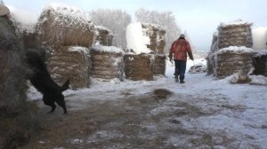 свежесть морозного утра в деревне