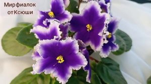 Сортовые цветущи фиалки