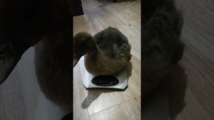 Взвесили индоутят. 3 недели. Олин из больших. Почти кило!