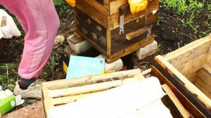 Ревизия улья. Пчелы с ноля в ульях Варрэ. Женское пчеловодство.