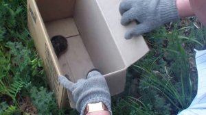 5,6 и 7 зайчонок в Бориськино