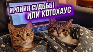 Ирония судьбы или КОТОХАУС!!!