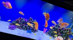 Аквариум псевдоморе 700 литров