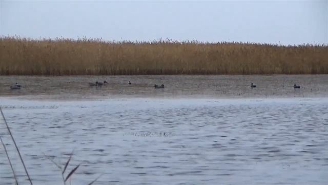 Охота на уток, осенью. смотреть онлайн