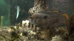 Нам четыре недели и очередной нерест! Мальки Акары бирюзовой! Ждём новый аквариум на 100 литров!...