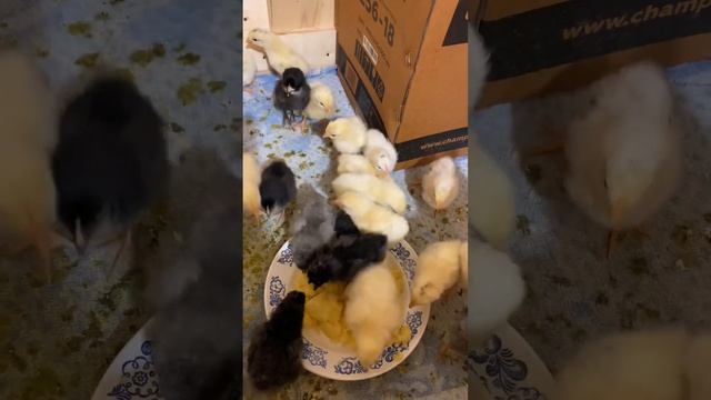 Цыплята 🐣 3 день 👍🏻 Кормление 🌽 смотреть онлайн